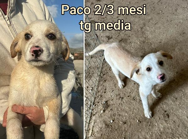 ADOTTA UN CUCCIOLO BISOGNOSO  Foto 4