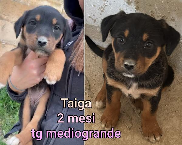 ADOTTA UN CUCCIOLO BISOGNOSO  Foto 6