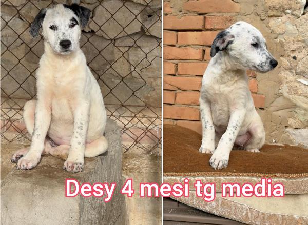 ADOTTA UN CUCCIOLO BISOGNOSO  Foto 10