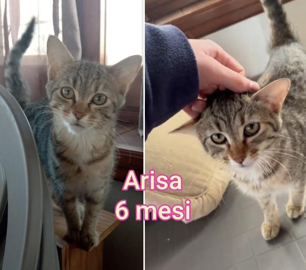 Telefona per adottare un gattino  Foto 9