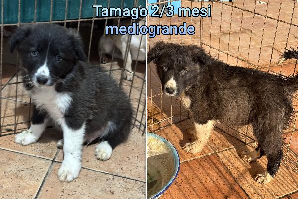 Siamo sommerse dai cuccioli!! Foto 6