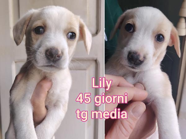 Siamo sommerse dai cuccioli!! Foto 7