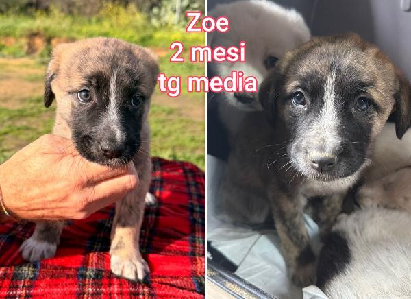 Siamo sommerse dai cuccioli!! Foto 9