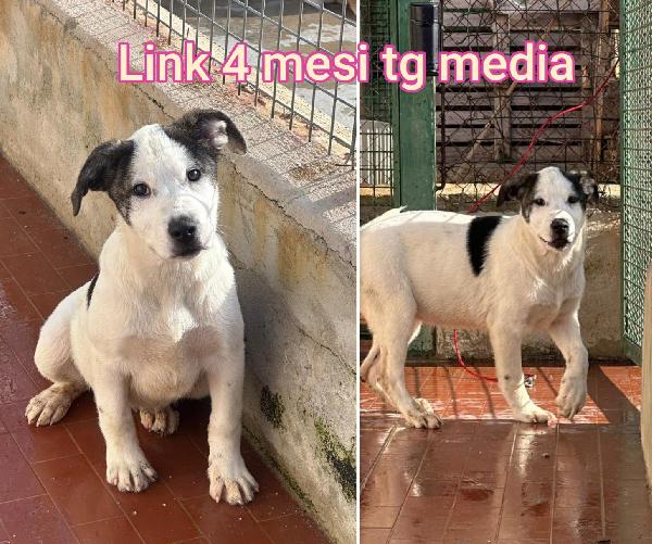 Siamo sommerse dai cuccioli!! Foto 11