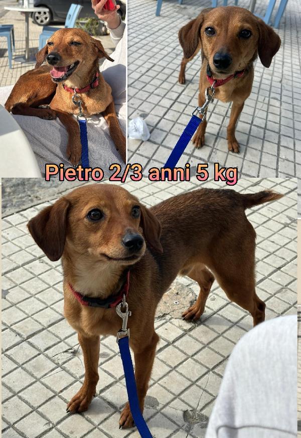 Cagnolini Di Taglia Contenuta 