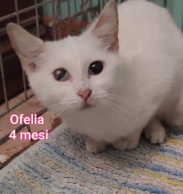 TANTI GATTINI ABBANDONATI  Foto 2