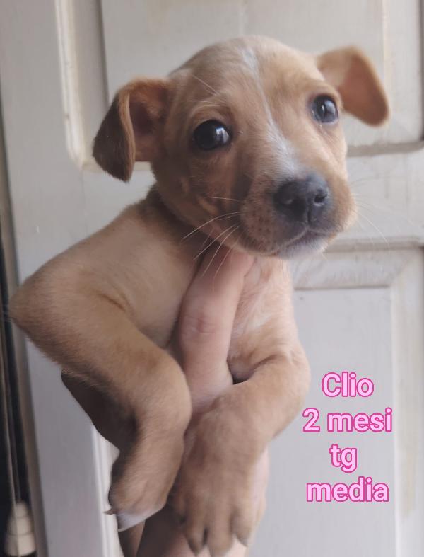 Tanti cuccioli trovatelli bisognosi Foto 5