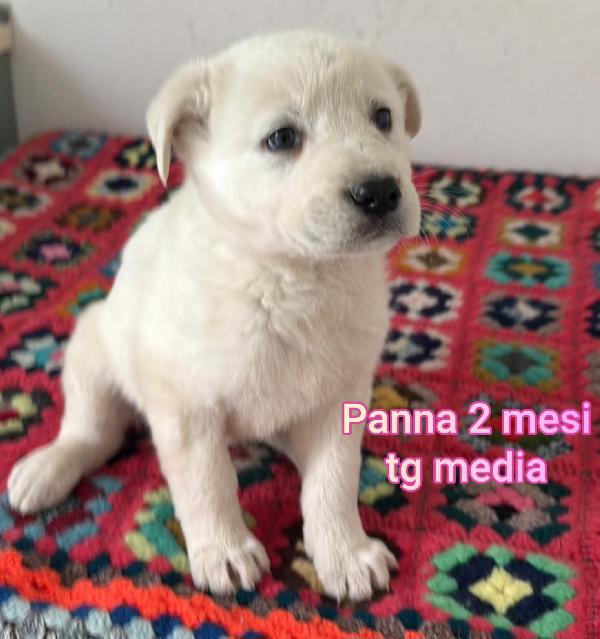 Tanti cuccioli trovatelli bisognosi Foto 9