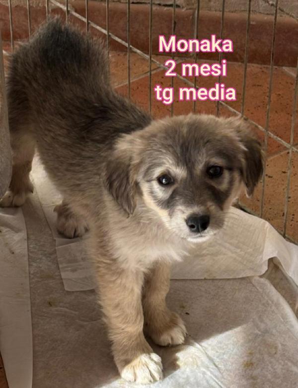 Tanti cuccioli trovatelli bisognosi Foto 11