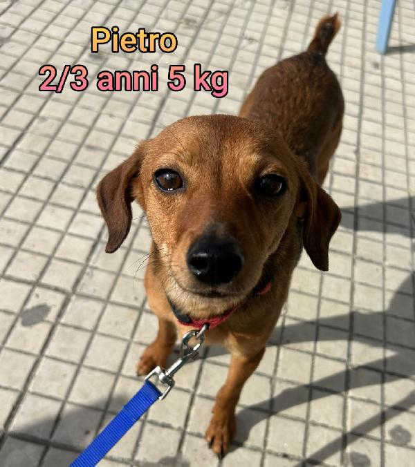 Cani Piccini, Dai 5 Ai 15 Kg Max