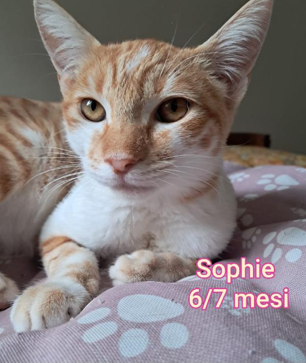 Adorabili Gattini. Salvatene Uno