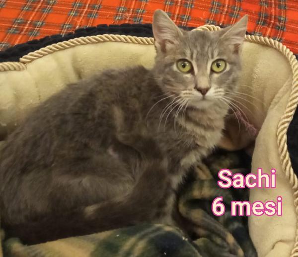 ADORABILI GATTINI. SALVATENE UNO Foto 3