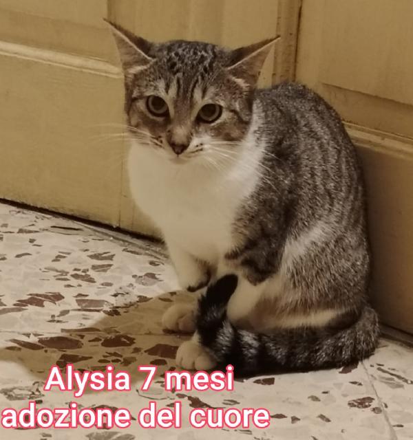 ADORABILI GATTINI. SALVATENE UNO Foto 8