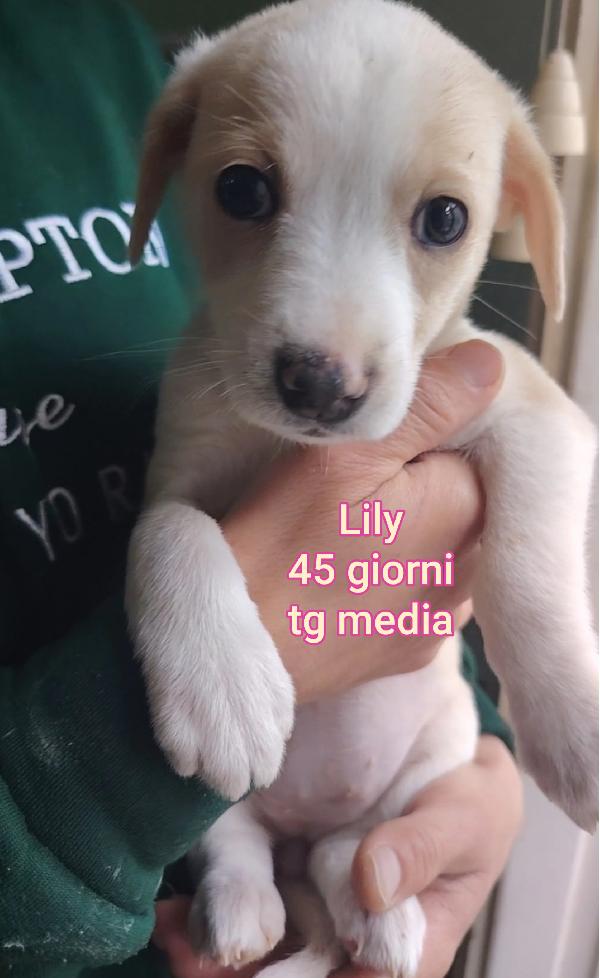 Meravigliosi Cuccioli Di 2 E 3 Mesi