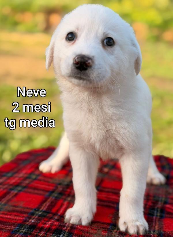 MERAVIGLIOSI CUCCIOLI DI 2 e 3 MESI Foto 4