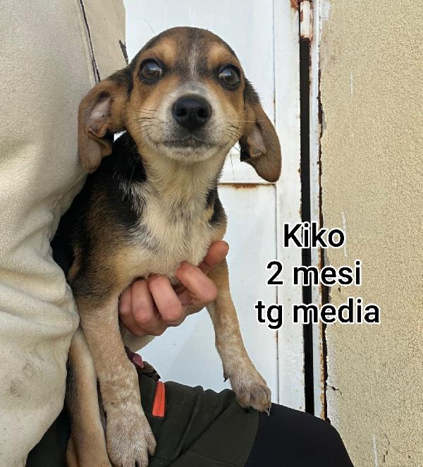 MERAVIGLIOSI CUCCIOLI DI 2 e 3 MESI Foto 7