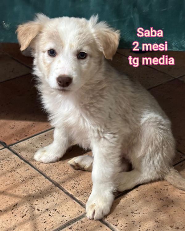 MERAVIGLIOSI CUCCIOLI DI 2 e 3 MESI Foto 9