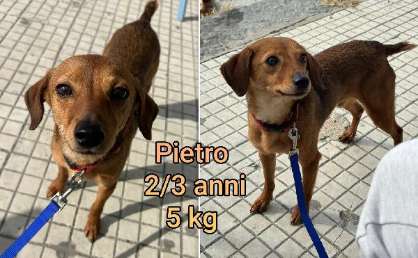 Cagnolini Taglia Small 