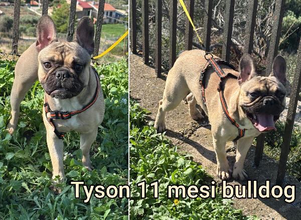 CAGNOLINI TAGLIA SMALL  Foto 2