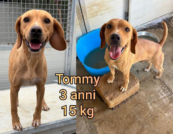 CAGNOLINI TAGLIA SMALL  Foto 4