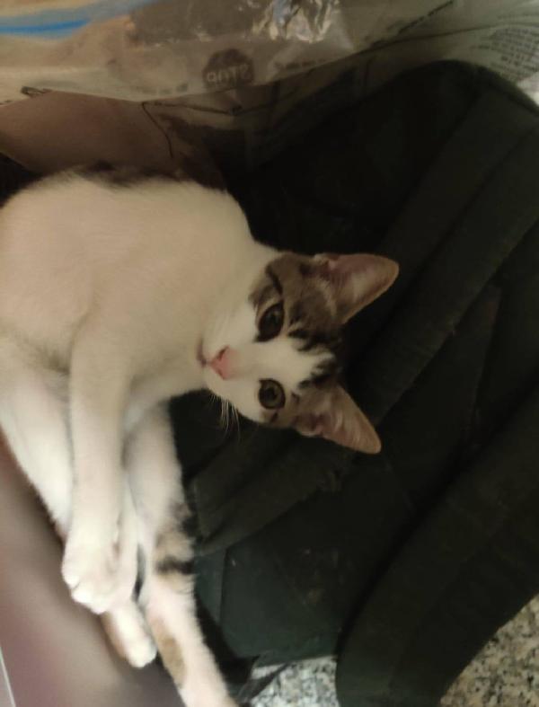 PACO, dolce micino in adozione! Foto 4