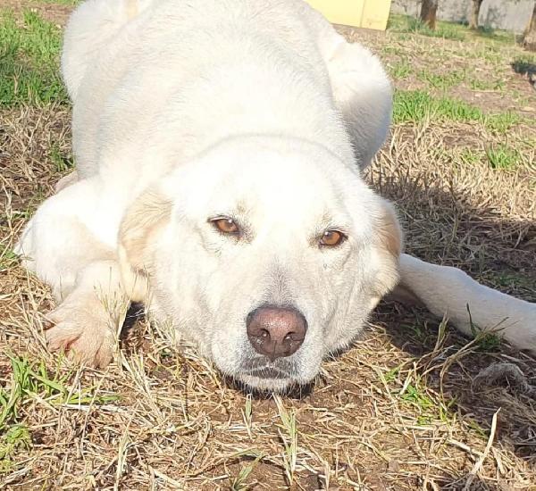 Ziguli' il timido cagnolino dal sorriso speciale Foto 2
