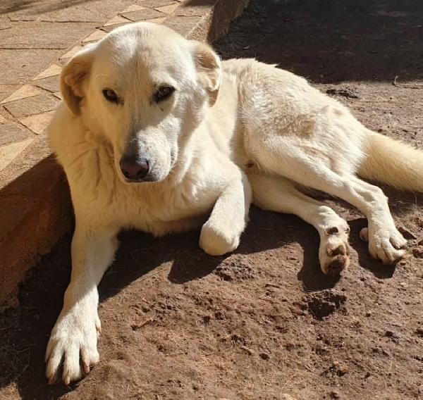 Ziguli' il timido cagnolino dal sorriso speciale Foto 4
