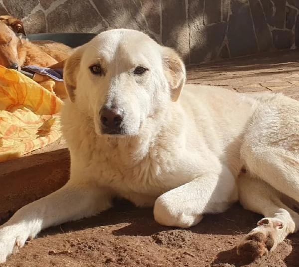 Ziguli' il timido cagnolino dal sorriso speciale Foto 5