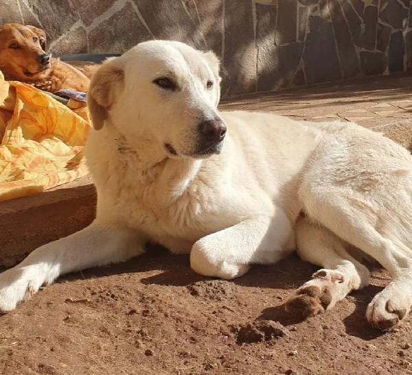 Ziguli' il timido cagnolino dal sorriso speciale Foto 6