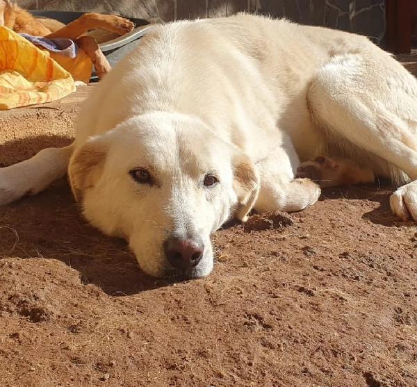 Ziguli' il timido cagnolino dal sorriso speciale Foto 7