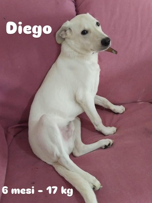 Diego Meraviglioso Cucciolone A Milano