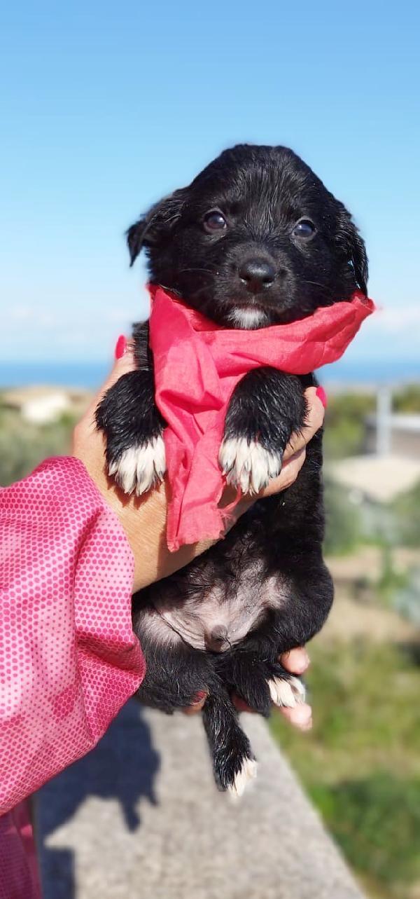 🐶 Vento Cerca 🏡