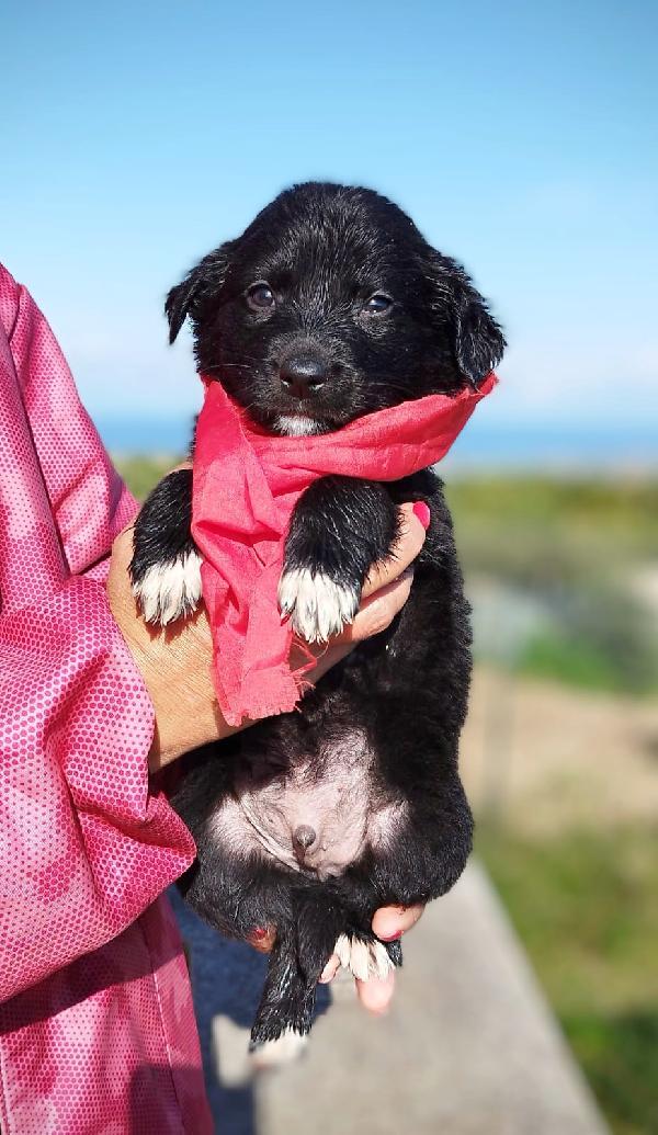 🐶 Vento cerca 🏡 Foto 2