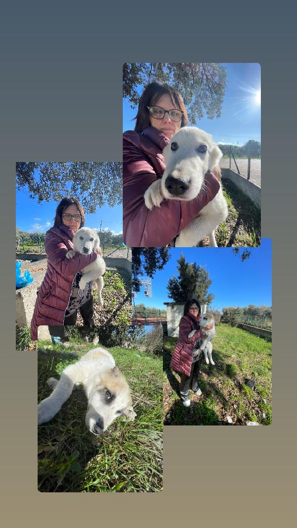 Cucciole Cercano Casa Urgente 