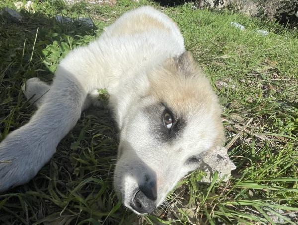 Cucciole cercano casa urgente  Foto 2
