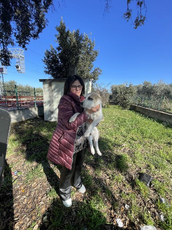 Cucciole cercano casa urgente  Foto 3