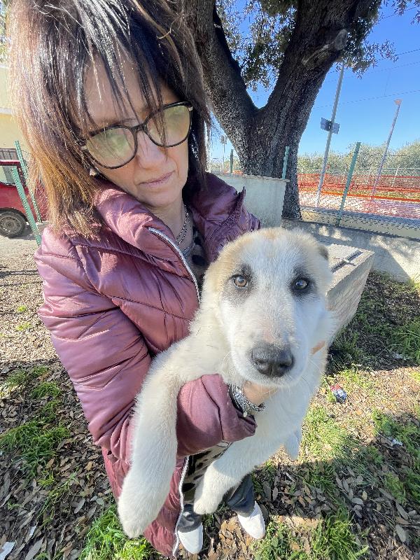 Cucciole cercano casa urgente  Foto 4