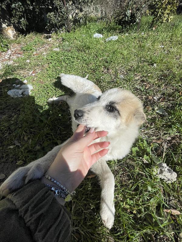 Cucciole cercano casa urgente  Foto 7