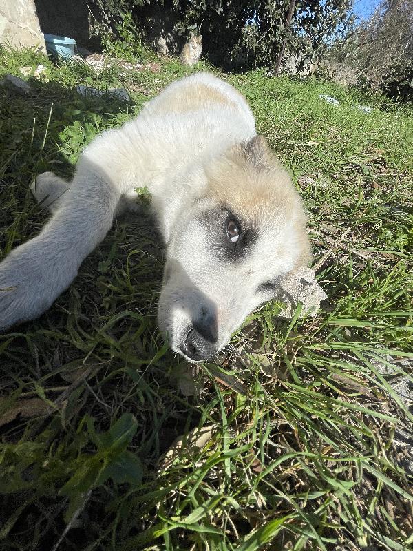 Cucciole cercano casa urgente  Foto 8