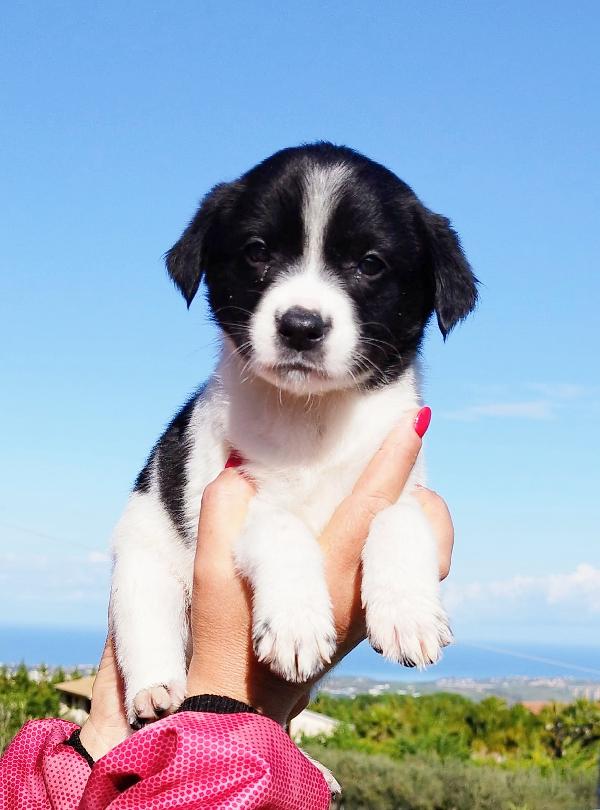 💙💙 Bosco Cerca Famiglia 💙💙