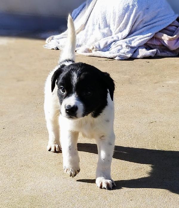 💙💙 Bosco cerca famiglia 💙💙 Foto 3
