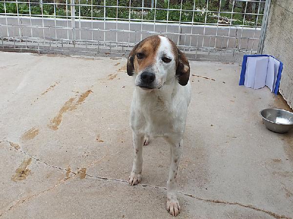 Capitano Buono E Tranquillo