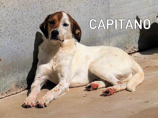 Capitano buono e tranquillo Foto 2