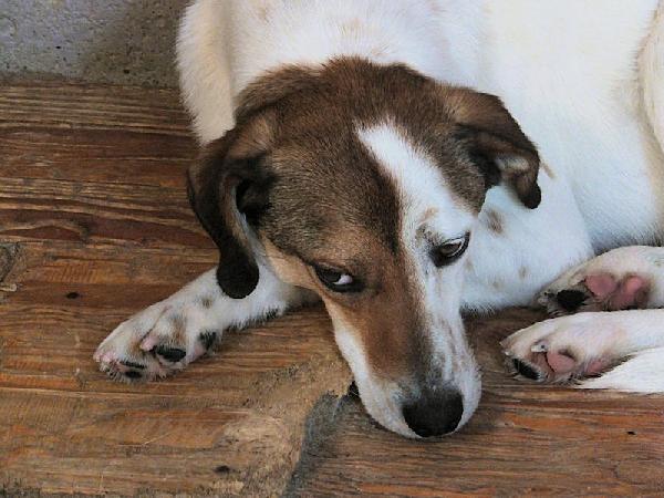 Capitano buono e tranquillo Foto 3