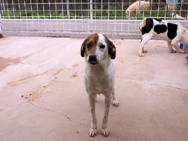 Capitano buono e tranquillo Foto 4