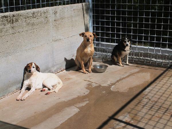 Capitano buono e tranquillo Foto 6