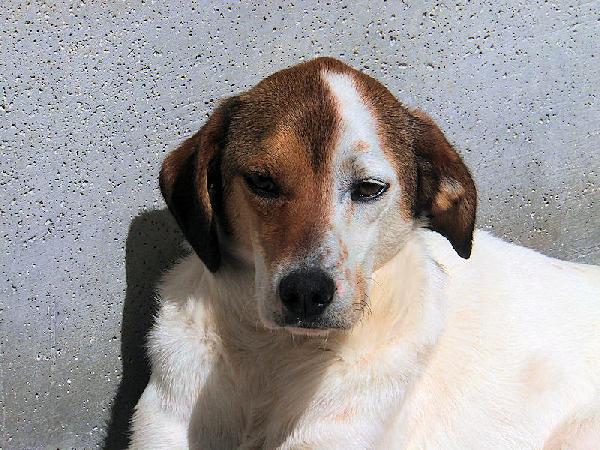 Capitano buono e tranquillo Foto 8