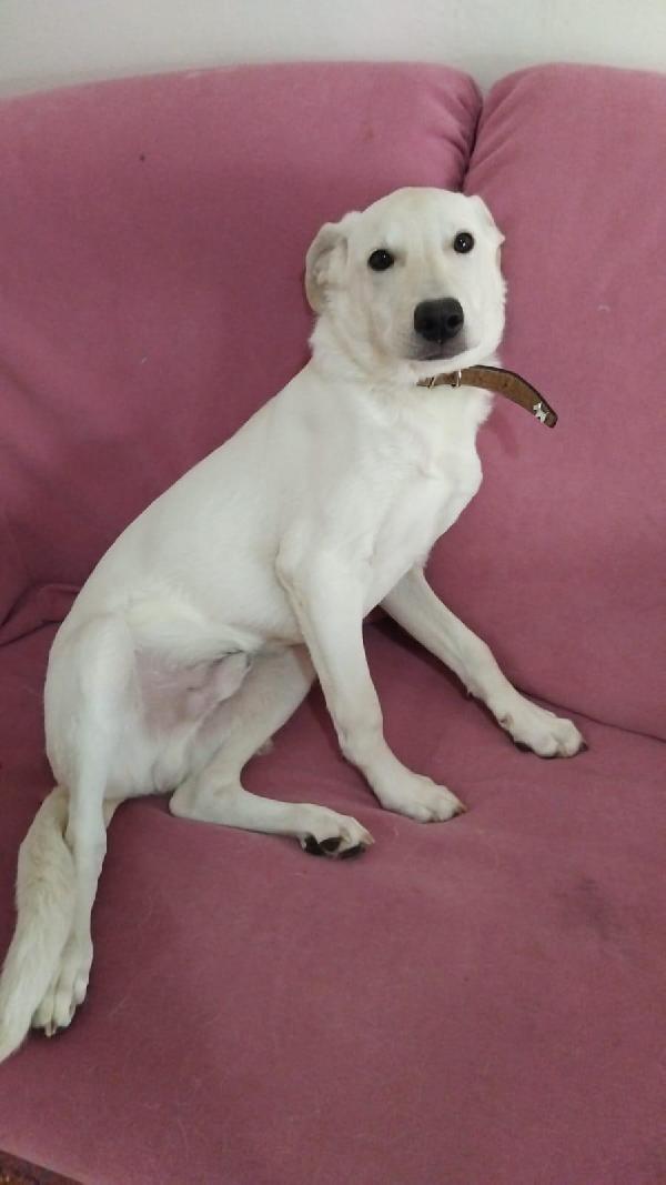 Diego , Cucciolo Taglia Media