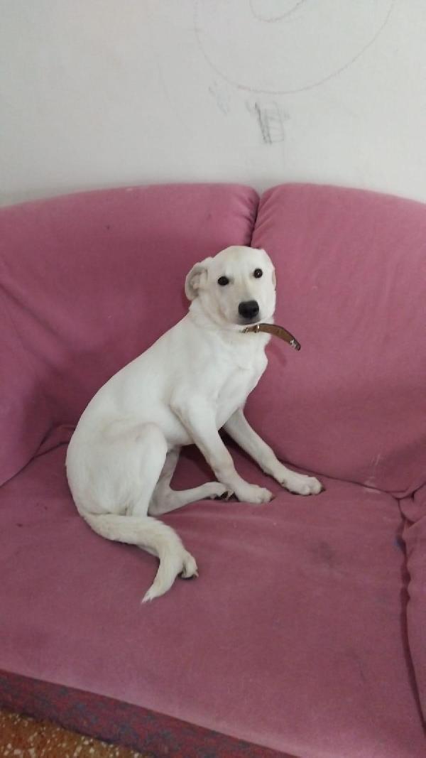 Diego , cucciolo taglia media Foto 2