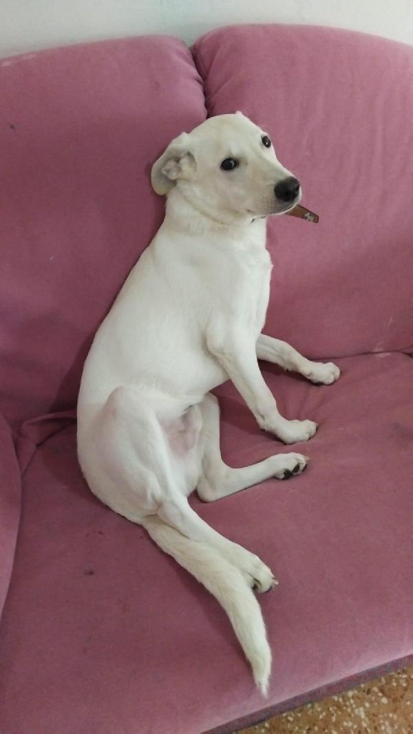 Diego , cucciolo taglia media Foto 3